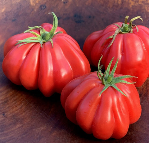 zapotec pleated tomato