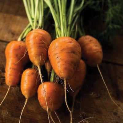 Tendersweet Carrot – MIgardener