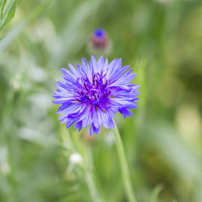 Bachelor's Buttons 'Black Button' – Flower People