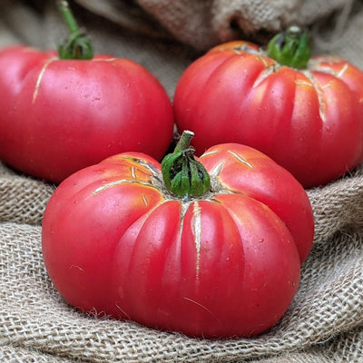 HERITAGE Tomato Brandywine Pink Seeds – Vermont Wildflower Farm