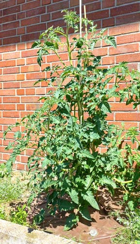 Eine Tomatenpflanze