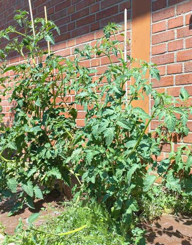 Zwei Tomatenpflanzen