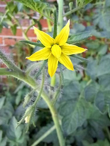 Gelbe Blüte einer Tomatenpflanze