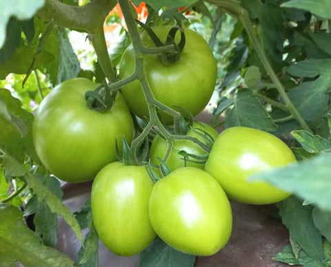 Grüne Eiertomaten