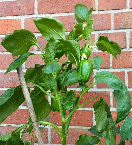 Paprikapflanze mit grünen Früchten
