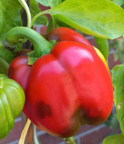 Rote Paprika mit grünen Flecken