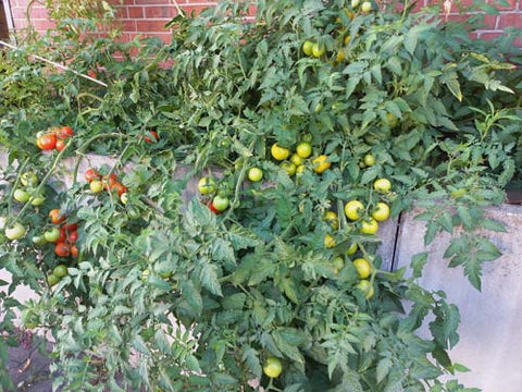 Tomatenpflanzen mit Früchten