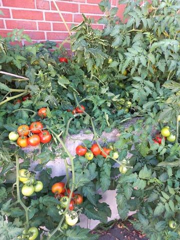 Reife und unreife Tomaten am Strauch