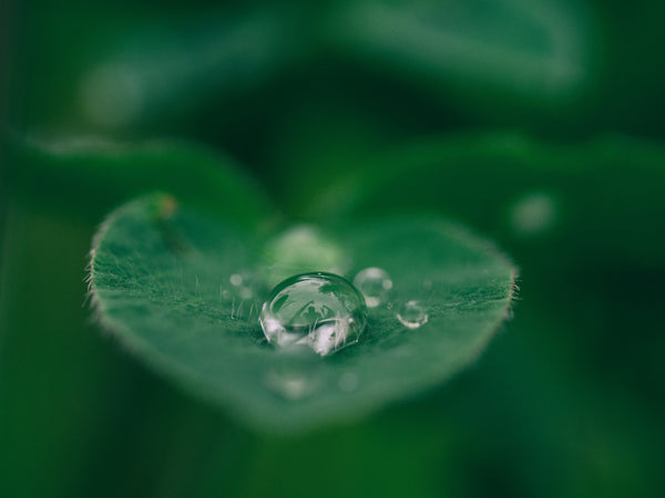 close up of a water droplet on a leaf