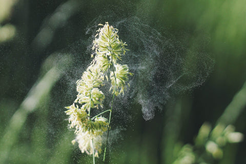 Photo of flower with a white pollen cloud around it and green, leafy background.