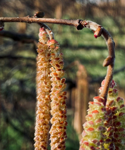 Hazelnut catkins and flower bud