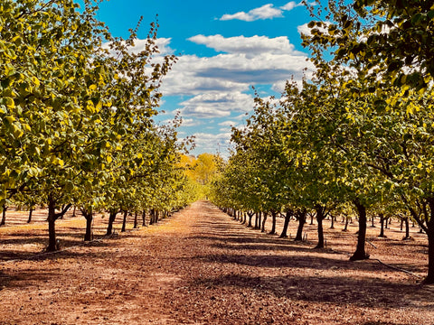 Hazelnut Orchard in Tasmania Australia