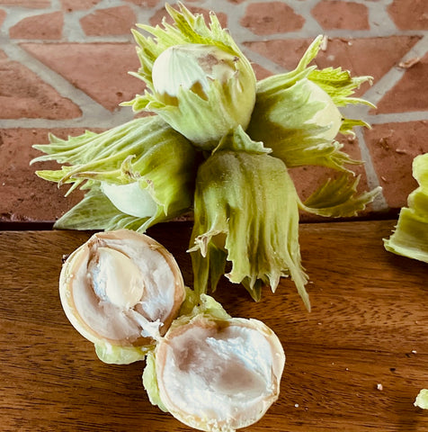Hazelnut cluster and immature hazelnut growing in shell