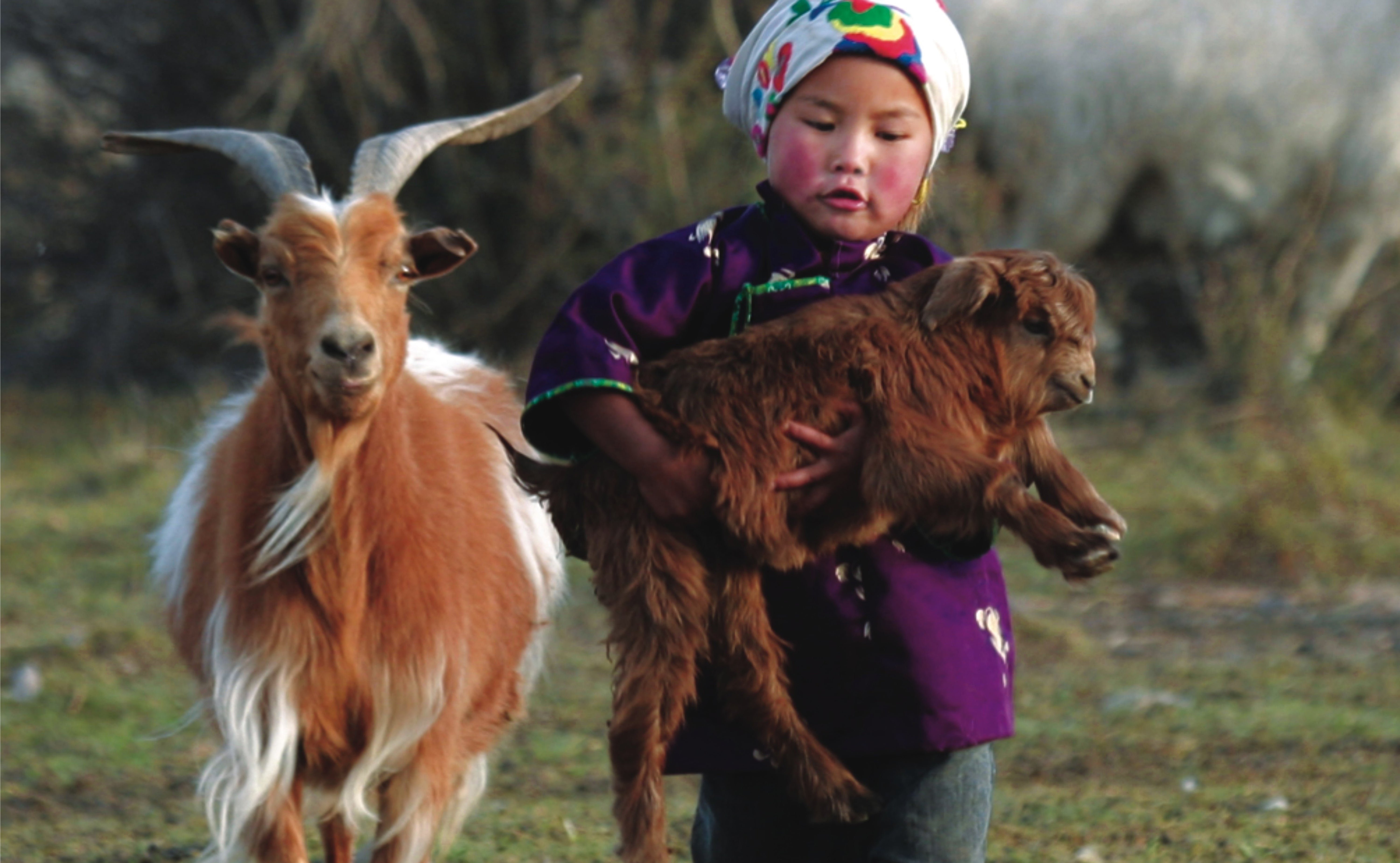 mongolian baby goat