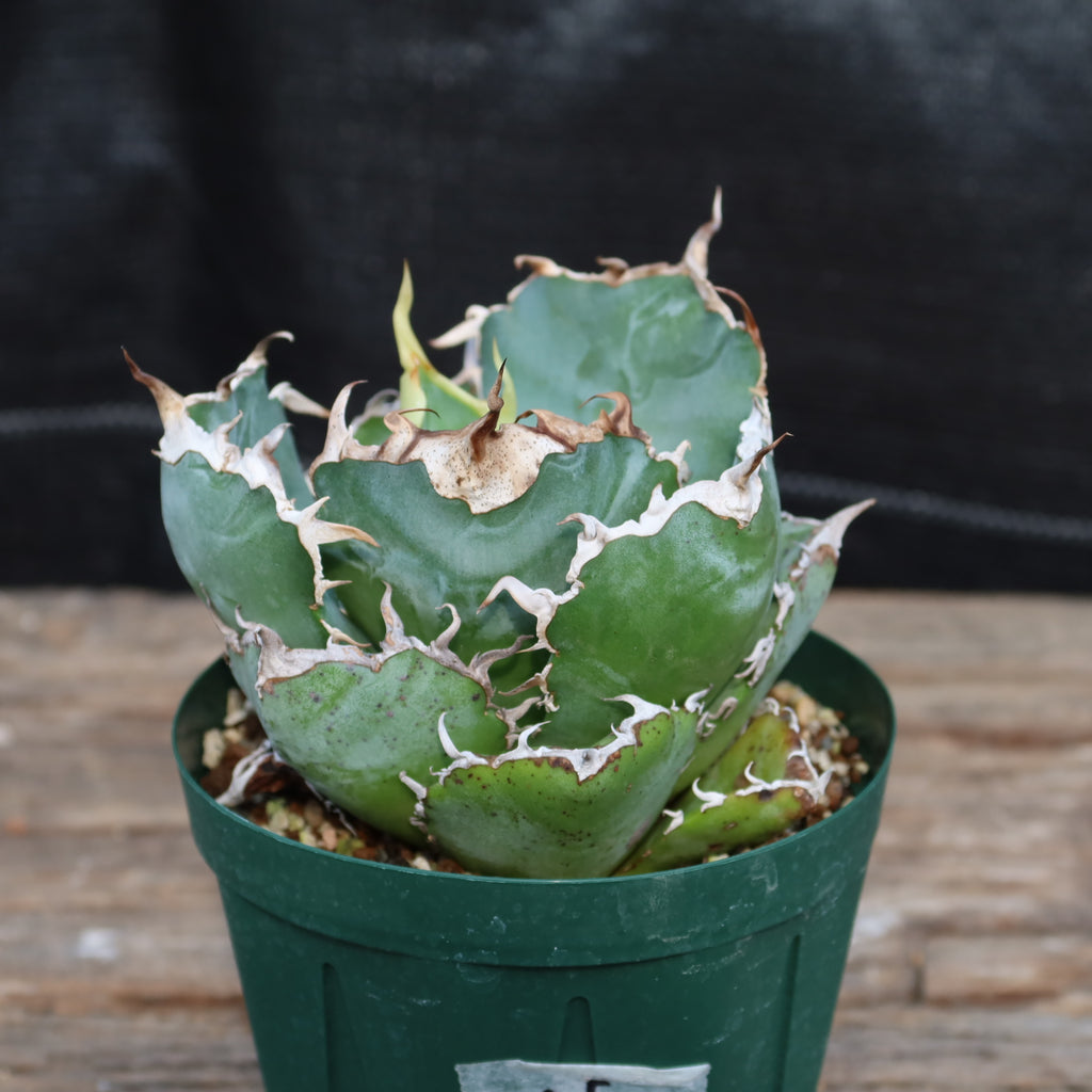 アガベ チタノタ 白鯨 Agave Titanota Bloomsbury PLANTS | アガベ