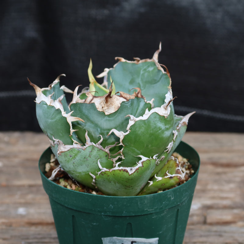 アガベ チタノタ 白鯨 Agave Titanota White Whale 多肉植物ハオルチア