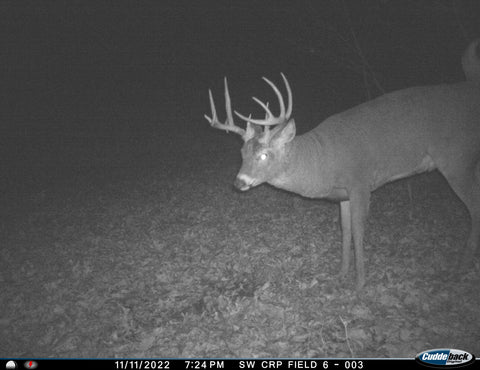 Drop Tine Buck