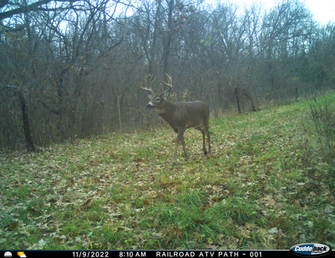 11 Point Trophy Buck