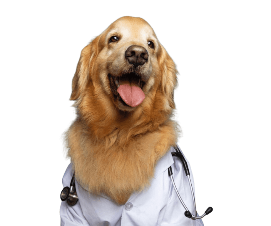 Dog - Vet Tips