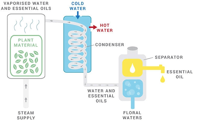 STEAM DISTILLATION