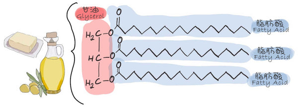 Triglyceride