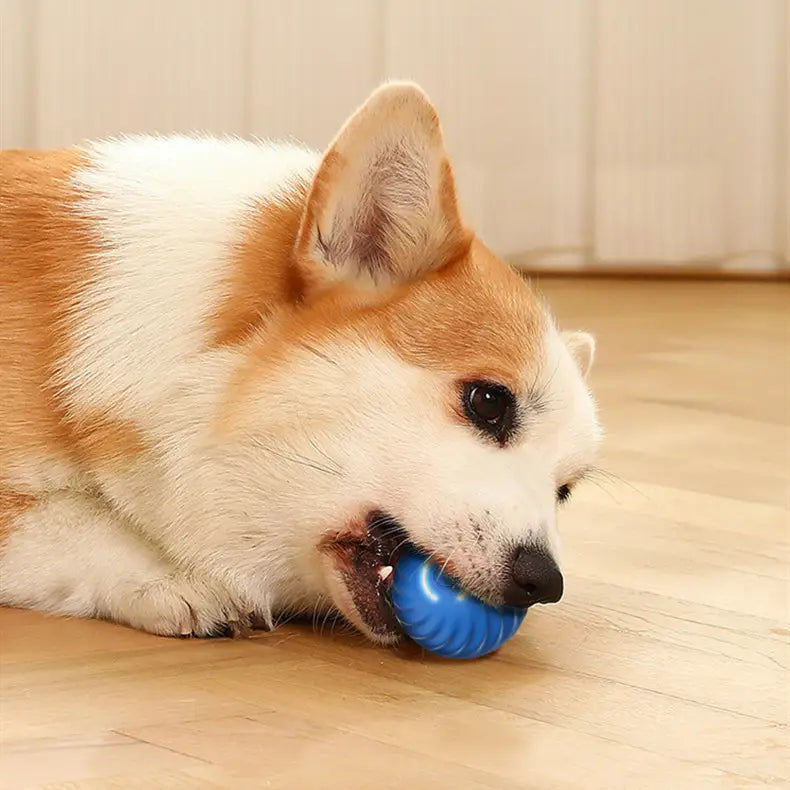 Rubber Dog Chew Toy