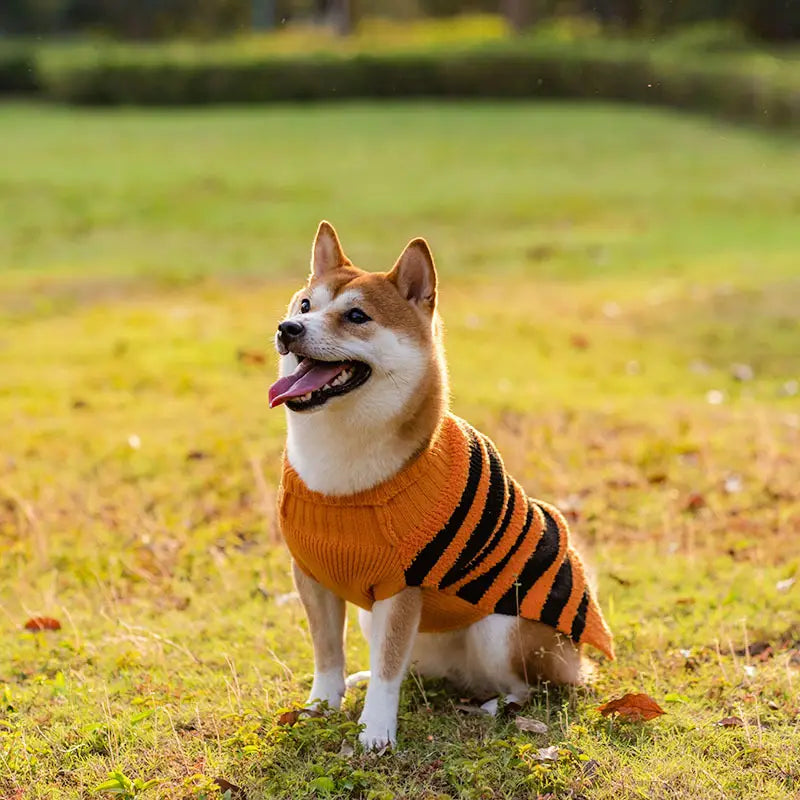 Halloween Teddy Warm Leisure Sweater for Pets