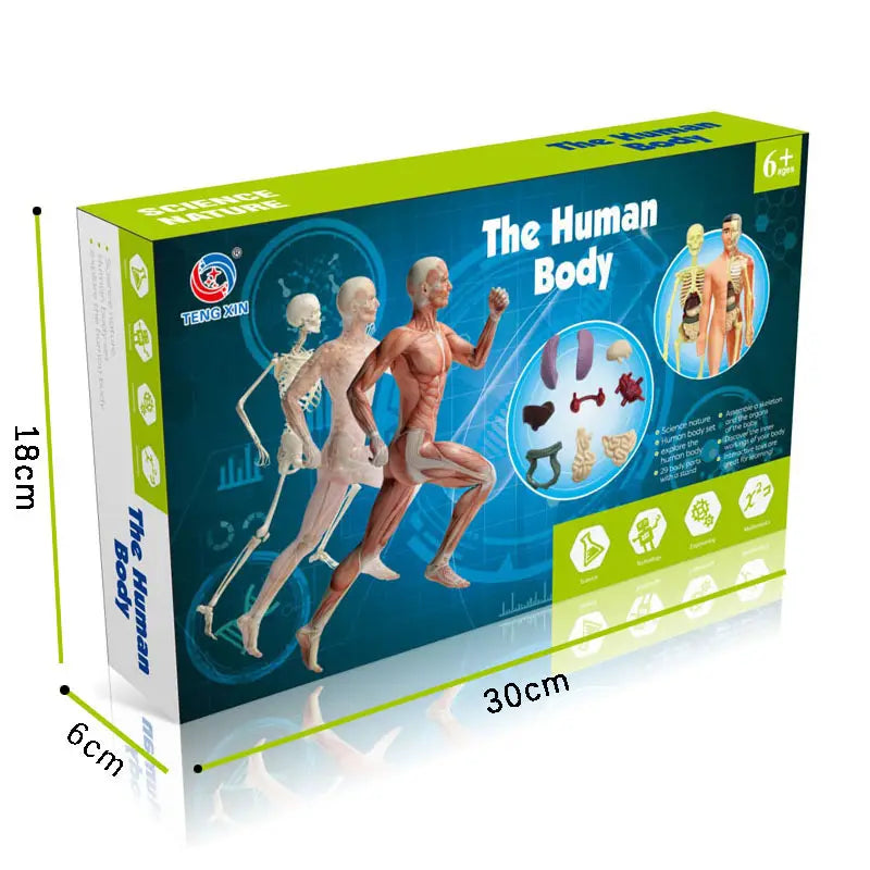 Human Skeleton Hand-Assembled Model