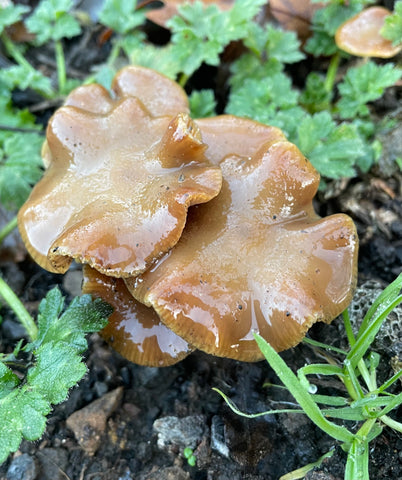 Cyanescens mushroom growing wild and free