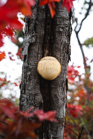 Lion's Mane mushroom growing naturally