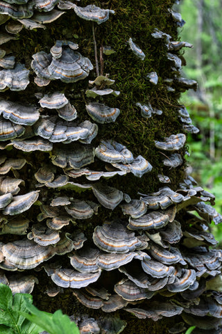 Turkey Tail Mushroom growing naturally