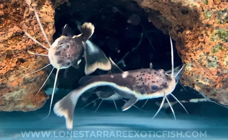 Redtail Catfish / Phractocephalus Hemioliopterus