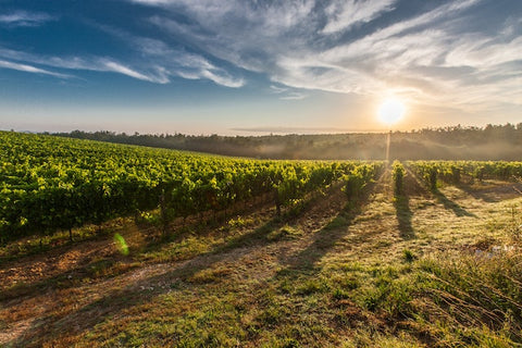 How Spanish Wine Can Benefit Your Health