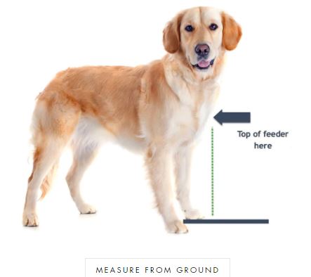 Dog Bowl Selection - Raised Dog Food Feeders for Dogs - Elevated