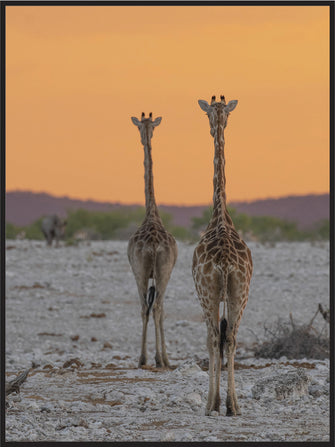 Giraffer Namibia - Plakat