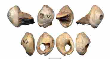 Schneckenmuscheln 100.000 v. Chr.  