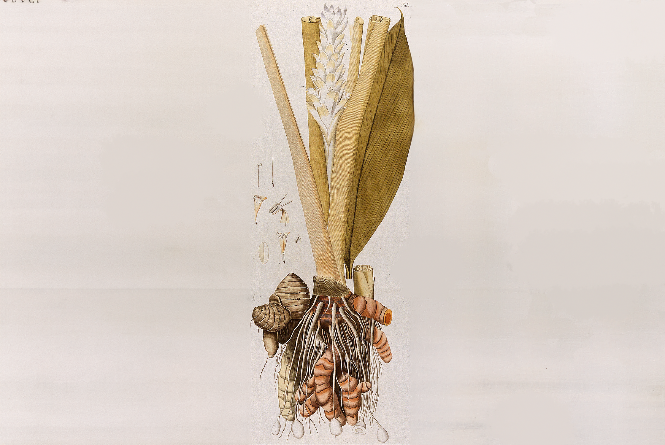Tumeric (Curcuma longa L.): rhizome with flowering stem and separate leaf and floral segments. Coloured engraving after F. von Scheidl, 1776
