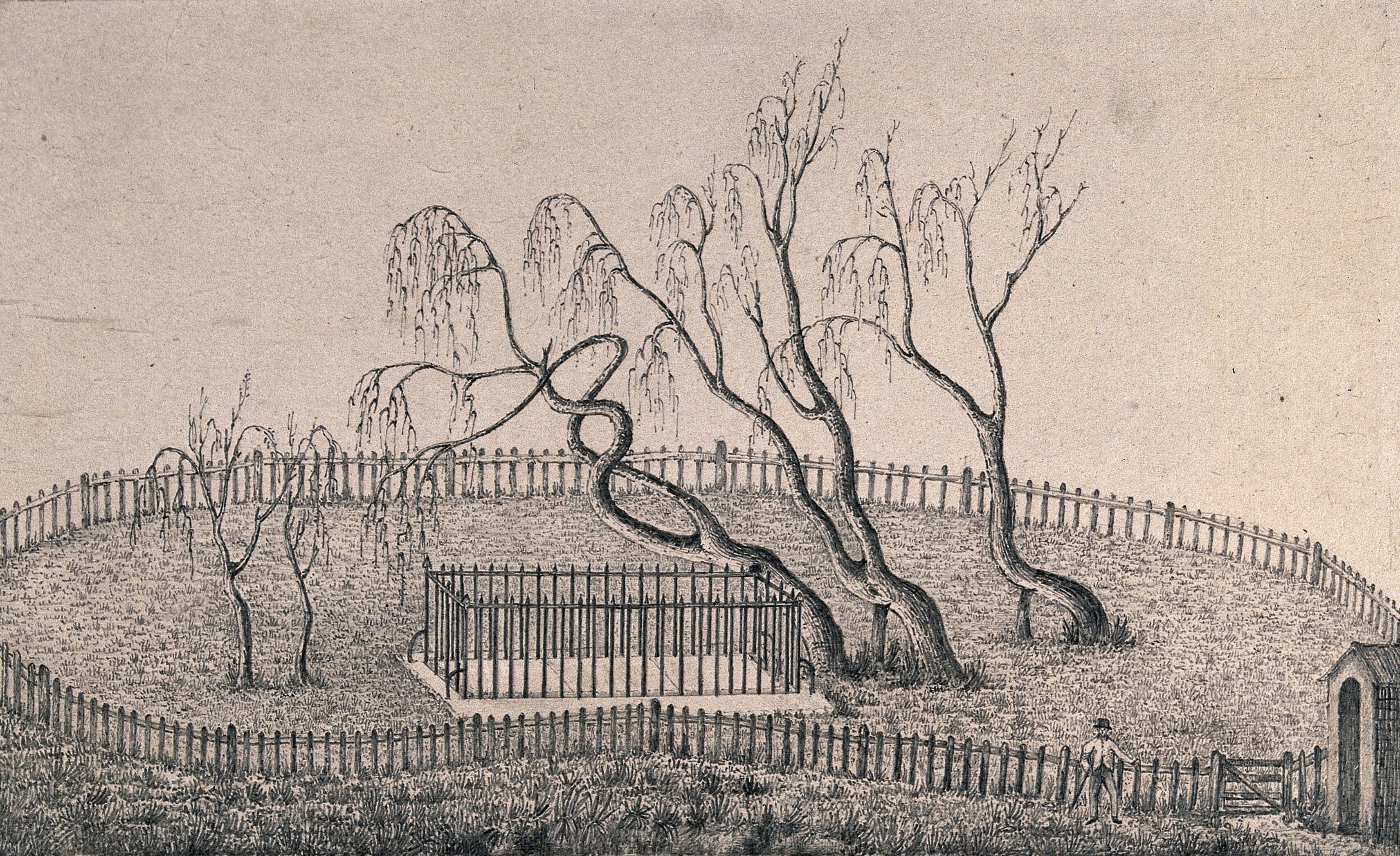 Willow Tree over Napoleon's grave