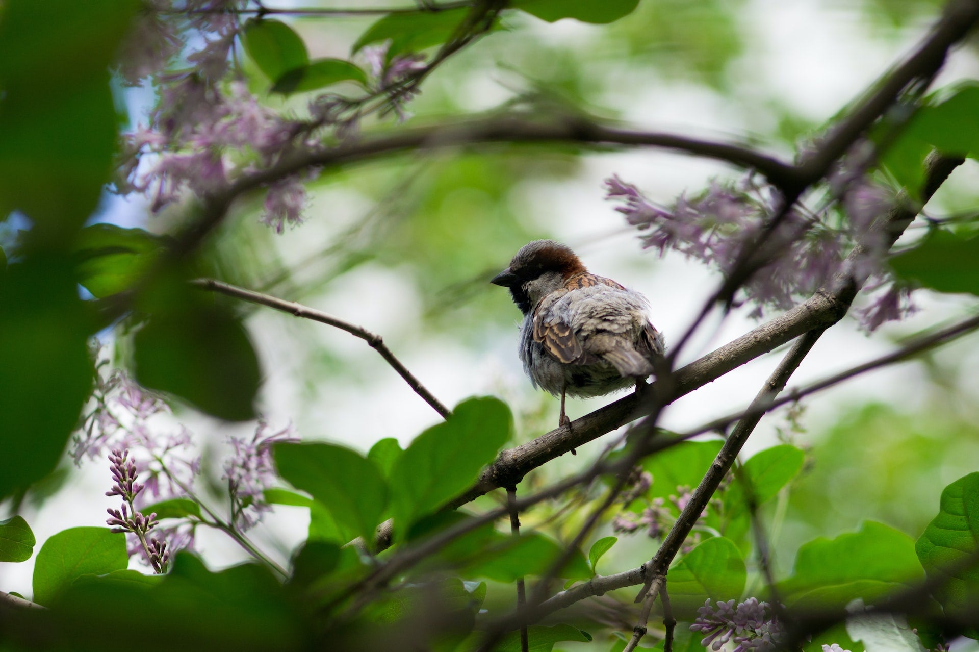 Bird sparrow