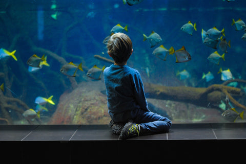 Aquarium kid fish