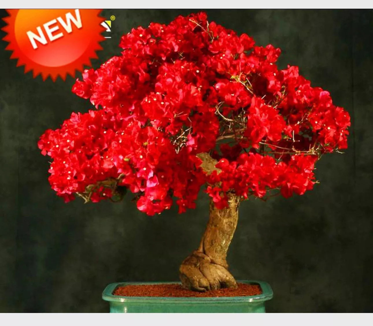 4” Pot of SPECTABILIS RED Live Well Rooted Bougainvillea STARTER plant