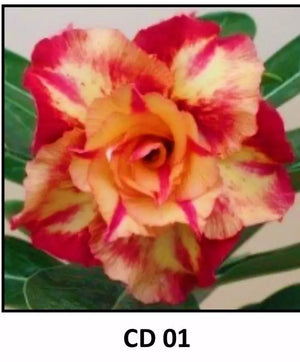 "CD-01" Adenium Obesum Grafted Plant Desert Rose Plant *USA Grown* - Hope's Flower Garden