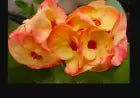 LAI KANOK**Crown Of Thorns-Euphorbia Milii*CHRIST PLANT* SMALL ROOTED STARTER PLANT