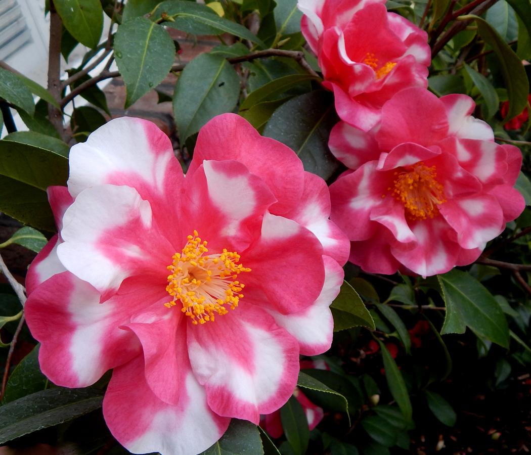 CHARLEAN VARIEGATED**** Bicolor Bloom Camellia Japonica-Live Rooted St –  Hope's Flower Garden