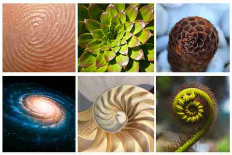 sacred-geometry-nature-examples
