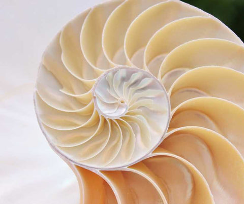 Shell Fibonacci Spiral Sequence Nature