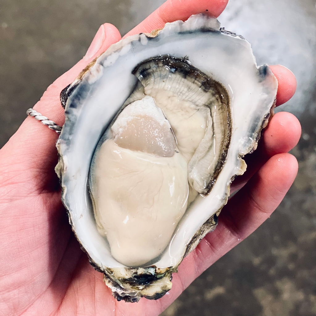 Large Pacific Oyster at Dawson's Oyster Supplies