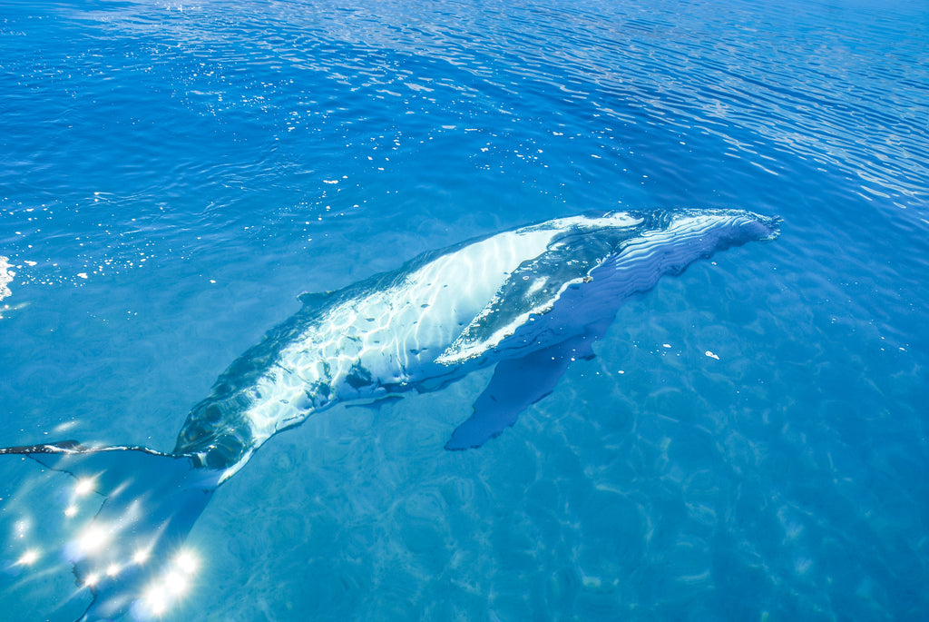 Humpback Whale underwater in Hervey bay, Queensland
