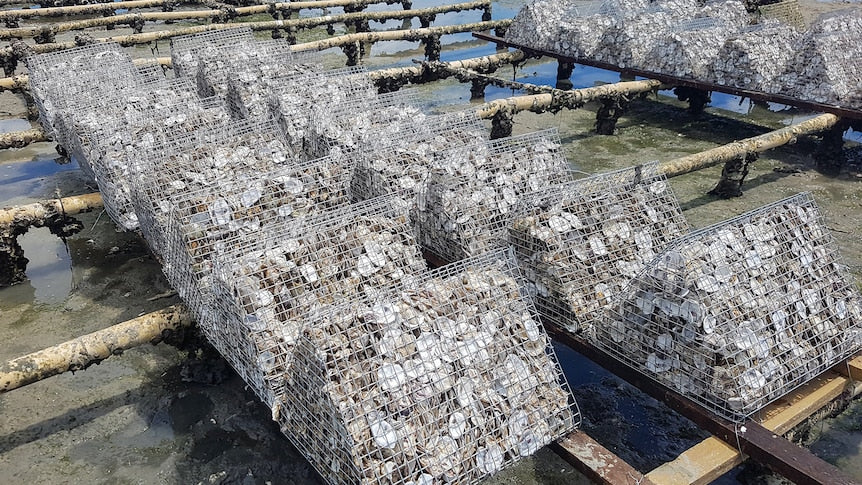 Oyster Reef restoration project