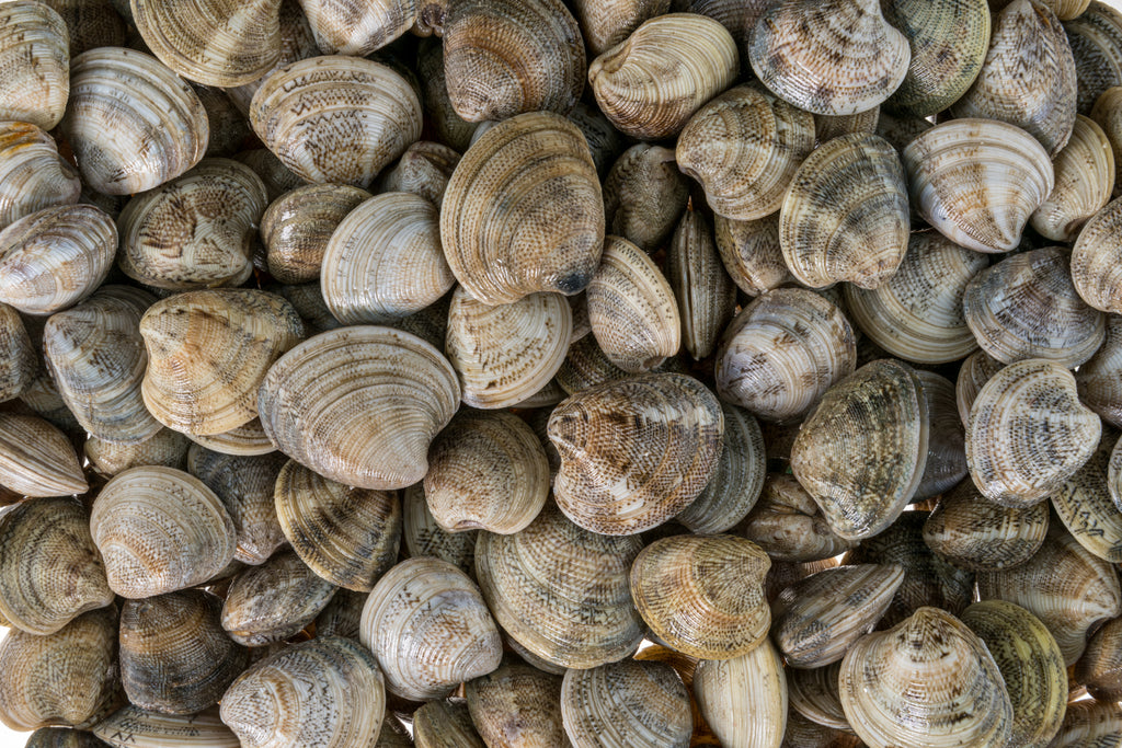 Raw fresh Vongole clams